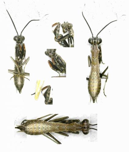 Réf. 264 484 : Iridopteryginae inconnu